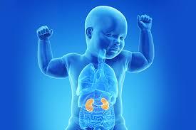 Pediatric Nephrologist