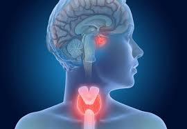 Physician, Endocrinology - Southwestern Vermont Medical Center