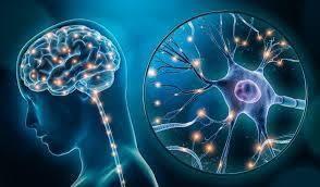 Neurologist - General